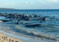 تقطعت السبل بالحيتان الطيارة على شاطئ في توبيز إنليت في غرب أستراليا.  الموافقة المسبقة عن علم: قسم التنوع البيولوجي والحفظ والجذب السياحي عبر AP